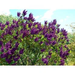'Andenken An Ludwig Späth' Syringa Vulg. 'Andenken An Ludwig Späth' (storblomstrende) Med Klump,- 150-175 Cm. -Plantetorvet Butik mi2499 syringa vulg andenken an ludwig spaeth 9904