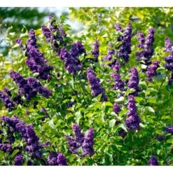 'Andenken An Ludwig Späth' Syringa Vulg. 'Andenken An Ludwig Späth' (storblomstrende) Med Klump,- 150-175 Cm. -Plantetorvet Butik mi2499 syringa vulg andenken an ludwig spaeth a75d