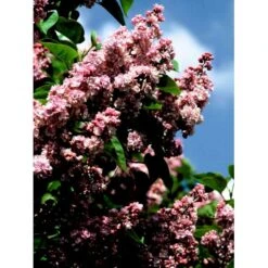 'Katherine Havemeyer' Syringa Vul. 'Katherine Havemeyer' (Storblomstrende) Med Klump,- 150-175 Cm. -Plantetorvet Butik mi2501 syringa vulgaris katherine havemeyer 2b42