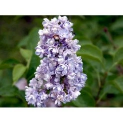 'Katherine Havemeyer' Syringa Vul. 'Katherine Havemeyer' (Storblomstrende) Med Klump,- 150-175 Cm. -Plantetorvet Butik mi2501 syringa vulgaris katherine havemeyer acfe