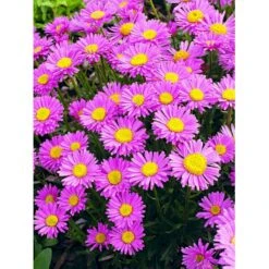 Alpeasters 'Happy End' Aster Alpinus 'Happy End' 9 Cm. Potte -Plantetorvet Butik mi259 aster alpinus happy end 6613