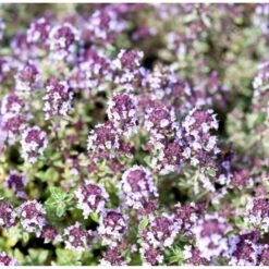 Citrontimian 'Silver Queen' Thymus Citriodorus 'Silver Queen' 10 Cm. Potte