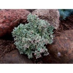 Citrontimian 'Silver Queen' Thymus Citriodorus 'Silver Queen' 10 Cm. Potte -Plantetorvet Butik mi2617 thymus citriodorus silver queen f6cc