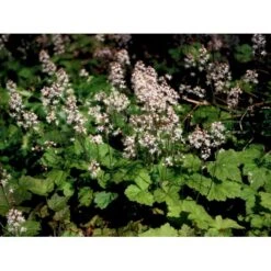 Almindelig Skumblomst Tiarella Cordifolia 1 Liter Potte 8 Almindelig Skumblomst Tiarella Cordifolia 1 Liter Potte -Plantetorvet Butik mi2625 tiarella cordifolia 0a14