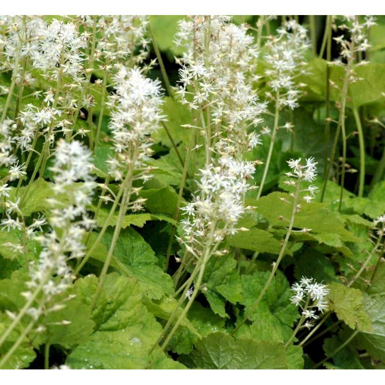 Almindelig Skumblomst Tiarella Cordifolia 1 liter potte Almindelig Skumblomst Tiarella Cordifolia 1 Liter Potte -Plantetorvet Butik mi2625 tiarella cordifolia 0f3b