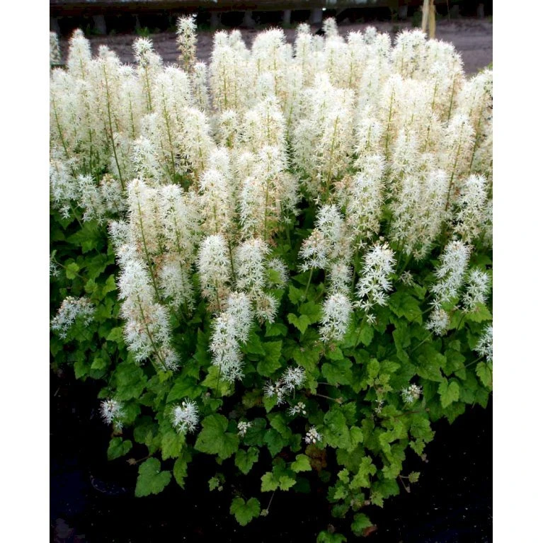 Almindelig Skumblomst Tiarella Cordifolia 1 liter potte Almindelig Skumblomst Tiarella Cordifolia 1 Liter Potte -Plantetorvet Butik mi2625 tiarella cordifolia c14f
