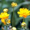 Kinesisk Engblomme 'Golden Queen' Trollius Chinensis 'Golden Queen' 1 Liter Potte 1 Kinesisk Engblomme 'Golden Queen' Trollius Chinensis 'Golden Queen' 1 Liter Potte -Plantetorvet Butik mi2679 trollius chinensis golden queen 25fa