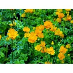 Kinesisk Engblomme 'Golden Queen' Trollius Chinensis 'Golden Queen' 1 Liter Potte -Plantetorvet Butik mi2679 trollius chinensis golden queen 6aa8
