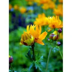 Kinesisk Engblomme 'Golden Queen' Trollius Chinensis 'Golden Queen' 1 Liter Potte -Plantetorvet Butik mi2679 trollius chinensis golden queen 7e58