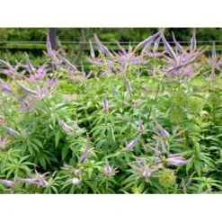 Virginsk Ærenpris 'Apollo' Veronicastrum Virginicum 'Apollo' Potte 2 Liter. -Plantetorvet Butik mi2713 veronicastrum virginicum a95e