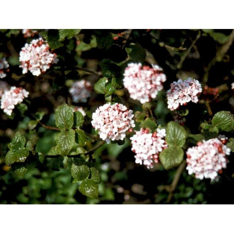 Duft-snebolle 'Aurora' Viburnum Carlesii 'Aurora' Med klump,- 100-120 cm. Duft-snebolle 'Aurora' Viburnum Carlesii 'Aurora' Med Klump,- 100-120 Cm. -Plantetorvet Butik mi2718 viburnum carlesii aurora fbf7