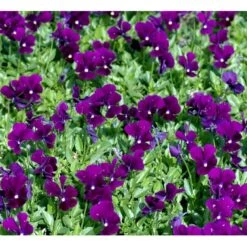 Hornviol 'Germanica' Viola Cornuta 'Germanica' 10 Cm. Potte 4 Hornviol 'Germanica' Viola Cornuta 'Germanica' 10 Cm. Potte -Plantetorvet Butik mi2750 viola cornuta germanica 02f3