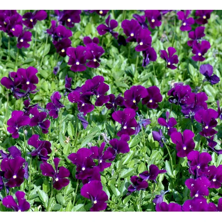 Hornviol 'Germanica' Viola Cornuta 'Germanica' 10 cm. potte Hornviol 'Germanica' Viola Cornuta 'Germanica' 10 Cm. Potte -Plantetorvet Butik mi2750 viola cornuta germanica 02f3