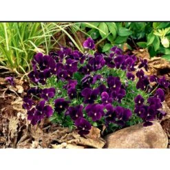 Hornviol 'Germanica' Viola Cornuta 'Germanica' 10 Cm. Potte 6 Hornviol 'Germanica' Viola Cornuta 'Germanica' 10 Cm. Potte -Plantetorvet Butik mi2750 viola cornuta germanica 3f17