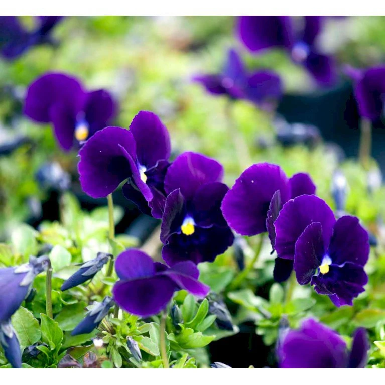 Hornviol 'Germanica' Viola Cornuta 'Germanica' 10 cm. potte Hornviol 'Germanica' Viola Cornuta 'Germanica' 10 Cm. Potte -Plantetorvet Butik mi2750 viola cornuta germanica 6d02