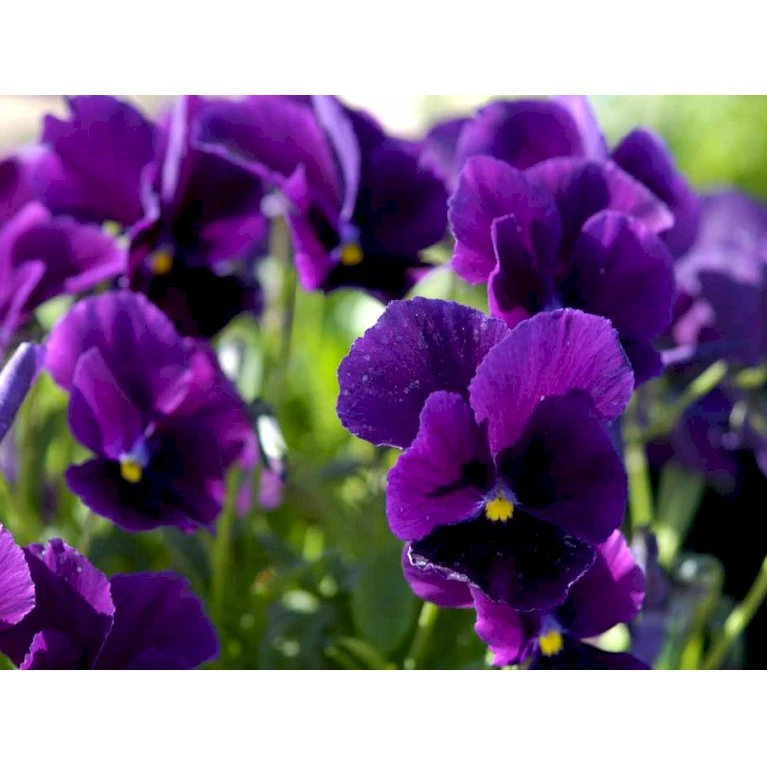 Hornviol 'Germanica' Viola Cornuta 'Germanica' 10 cm. potte Hornviol 'Germanica' Viola Cornuta 'Germanica' 10 Cm. Potte -Plantetorvet Butik mi2750 viola cornuta germanica b728