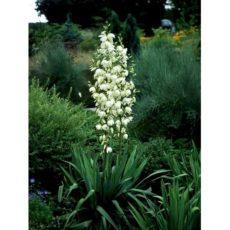 Palmelilje Yucca Filamentosa Potte 2 liter. Palmelilje Yucca Filamentosa Potte 2 Liter. -Plantetorvet Butik mi2768 yucca filamentosa fad6