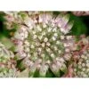 Stjerneskærm Astrantia Major 1 Liter Potte 2 Stjerneskærm Astrantia Major 1 Liter Potte -Plantetorvet Butik mi278 astrantia major 788d