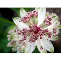 Stjerneskærm Astrantia Major 1 Liter Potte 4 Stjerneskærm Astrantia Major 1 Liter Potte -Plantetorvet Butik mi278 astrantia major 9710