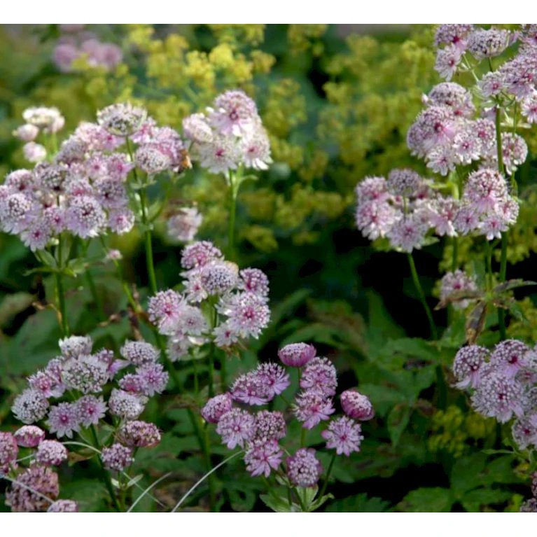 Stjerneskærm Astrantia Major 1 liter potte Stjerneskærm Astrantia Major 1 Liter Potte -Plantetorvet Butik mi278 astrantia major 9c40