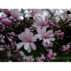 Magnolia 'Leonard Messel' Magnolia X Loebneri 'Leonard Messel' Med Klump,- 150-175 Cm.