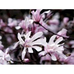 Magnolia 'Leonard Messel' Magnolia X Loebneri 'Leonard Messel' Med Klump,- 150-175 Cm. -Plantetorvet Butik mi2826 magnolia x loebneri leonard messel 978b