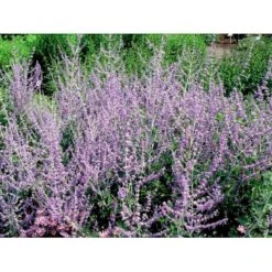 Russisk Salvie Perovskia Atriplicifolia 'Blue Spire' Potte 2 Liter. 4 Russisk Salvie Perovskia Atriplicifolia 'Blue Spire' Potte 2 Liter. -Plantetorvet Butik mi2844 perovskia atriplicifolia blue spire 9827