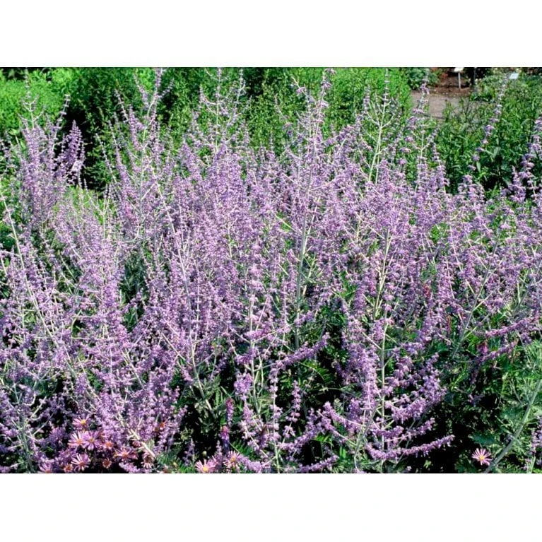Russisk Salvie Perovskia Atriplicifolia 'Blue Spire' Potte 2 liter. Russisk Salvie Perovskia Atriplicifolia 'Blue Spire' Potte 2 Liter. -Plantetorvet Butik mi2844 perovskia atriplicifolia blue spire 9827