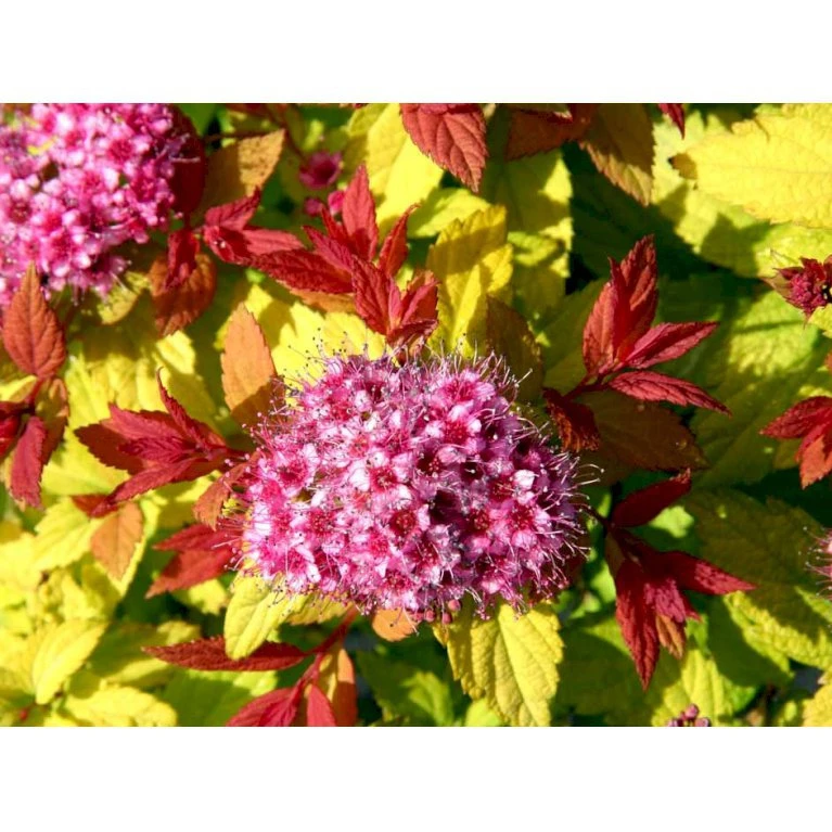 Spiræa 'Magic Carpet' Spiraea Japonica 'Magic Carpet' 3,5 liter potte Spiræa 'Magic Carpet' Spiraea Japonica 'Magic Carpet' 3,5 Liter Potte -Plantetorvet Butik mi2846 spiraea japonica magic carpet 34fc