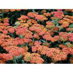 Røllike 'Walter Funke' Achillea Millefolium 'Walter Funke' 1 Liter Potte -Plantetorvet Butik mi2873 achillea walter funke 063d