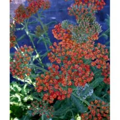 Røllike 'Walter Funke' Achillea Millefolium 'Walter Funke' 1 Liter Potte -Plantetorvet Butik mi2873 achillea walter funke 1070