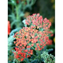 Røllike 'Walter Funke' Achillea Millefolium 'Walter Funke' 1 Liter Potte -Plantetorvet Butik mi2873 achillea walter funke ed6b