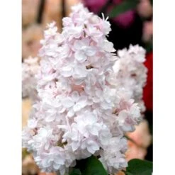 'Beauty Of Moscow' Syringa Vul.'Beauty Of Moscow' (storblomstrende) Med Klump,- 150-175 Cm. -Plantetorvet Butik mi2879 syringa vulgaris beauty of moscow b556