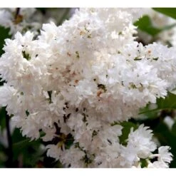 'Beauty Of Moscow' Syringa Vul.'Beauty Of Moscow' (storblomstrende) Med Klump,- 150-175 Cm. -Plantetorvet Butik mi2879 syringa vulgaris beauty of moscow bf1e