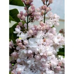 'Beauty Of Moscow' Syringa Vul.'Beauty Of Moscow' (storblomstrende) Med Klump,- 150-175 Cm. -Plantetorvet Butik mi2879 syringa vulgaris beauty of moscow e3be