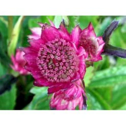 Stjerneskærm 'Rosensinfonie' Astrantia Major 'Rosensinfonie' 1 Liter Potte 4 Stjerneskærm 'Rosensinfonie' Astrantia Major 'Rosensinfonie' 1 Liter Potte -Plantetorvet Butik mi288 astrantia major rosensinfonie 6330