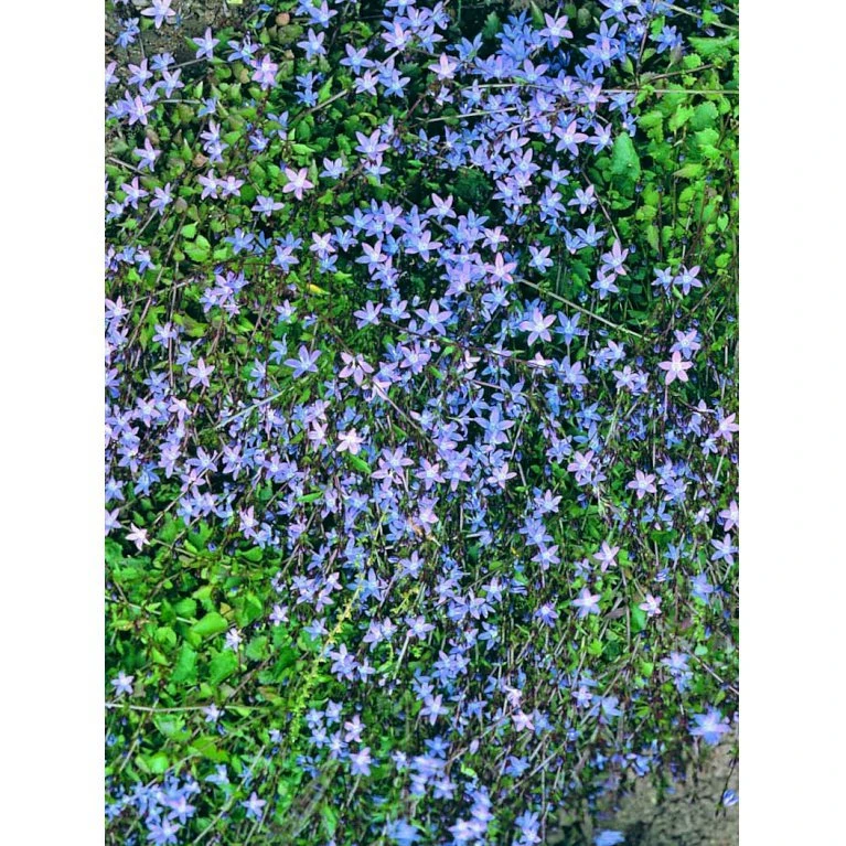 Stjerneklokke 'Stella' Campanula Poscharskyana 'Stella' 10 cm. potte Stjerneklokke 'Stella' Campanula Poscharskyana 'Stella' 10 Cm. Potte -Plantetorvet Butik mi2980 campanula poscharskyana stella ffee