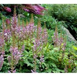 Astilbe 'Pumila' Astilbe Chinensis 'Pumila' 1 Liter Potte -Plantetorvet Butik mi2995 astilbe chinensis pumila 063a