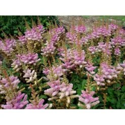 Astilbe 'Pumila' Astilbe Chinensis 'Pumila' 1 Liter Potte -Plantetorvet Butik mi2995 astilbe chinensis pumila 6f82
