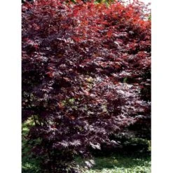 Japansk Ahorn 'Bloodgood' Acer Palmatum 'Bloodgood' Potte 10 Liter,- 60-80 Cm. 12 Japansk Ahorn 'Bloodgood' Acer Palmatum 'Bloodgood' Potte 10 Liter,- 60-80 Cm. -Plantetorvet Butik mi3001 acer palmatum bloodgood f8c0