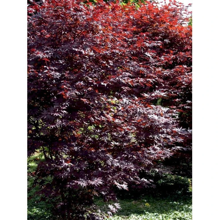 Japansk Ahorn 'Bloodgood' Acer Palmatum 'Bloodgood' Potte 10 liter,- 60-80 cm. Japansk Ahorn 'Bloodgood' Acer Palmatum 'Bloodgood' Potte 10 Liter,- 60-80 Cm. -Plantetorvet Butik mi3001 acer palmatum bloodgood f8c0