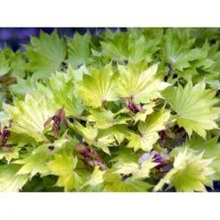 Viftebladet Løn Acer Shirasawanum 'Aureum' Potte 4,0 Liter,- 30-40 Cm. -Plantetorvet Butik mi3002 acer shirasawanum aureum 031f
