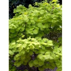 Viftebladet Løn Acer Shirasawanum 'Aureum' Potte 4,0 Liter,- 30-40 Cm. -Plantetorvet Butik mi3002 acer shirasawanum aureum 692c