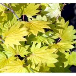 Viftebladet Løn Acer Shirasawanum 'Aureum' Potte 4,0 Liter,- 30-40 Cm. -Plantetorvet Butik mi3002 acer shirasawanum aureum 8d5f