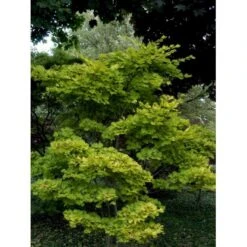 Viftebladet Løn Acer Shirasawanum 'Aureum' Potte 4,0 Liter,- 30-40 Cm. -Plantetorvet Butik mi3002 acer shirasawanum aureum 9cd3