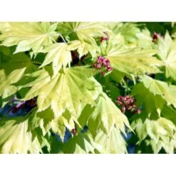 Viftebladet Løn Acer Shirasawanum 'Aureum' Potte 4,0 Liter,- 30-40 Cm. -Plantetorvet Butik mi3002 acer shirasawanum aureum abbb