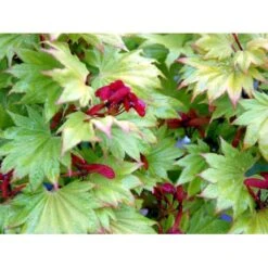 Viftebladet Løn Acer Shirasawanum 'Aureum' Potte 4,0 Liter,- 30-40 Cm. -Plantetorvet Butik mi3002 acer shirasawanum aureum fa7a