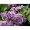 'Sensation' Syringa Vul. 'Sensation' (storblomstrende) Med Klump,- 125-150 Cm. -Plantetorvet Butik mi3025 syringa vulgaris sensation f2df