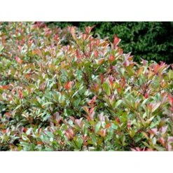 Glansmispel 'Red Robin' Photinia Fraseri 'Red Robin' Potte 2,0 Liter,- 30-40 Cm. -Plantetorvet Butik mi3043 photinia fraseri red robin 0a7b