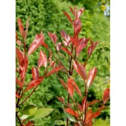 Glansmispel 'Red Robin' Photinia Fraseri 'Red Robin' Potte 2,0 Liter,- 30-40 Cm. -Plantetorvet Butik mi3043 photinia fraseri red robin b884